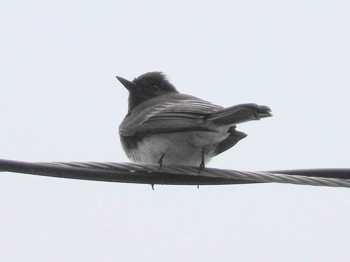 Black Phoebe - ML646030371