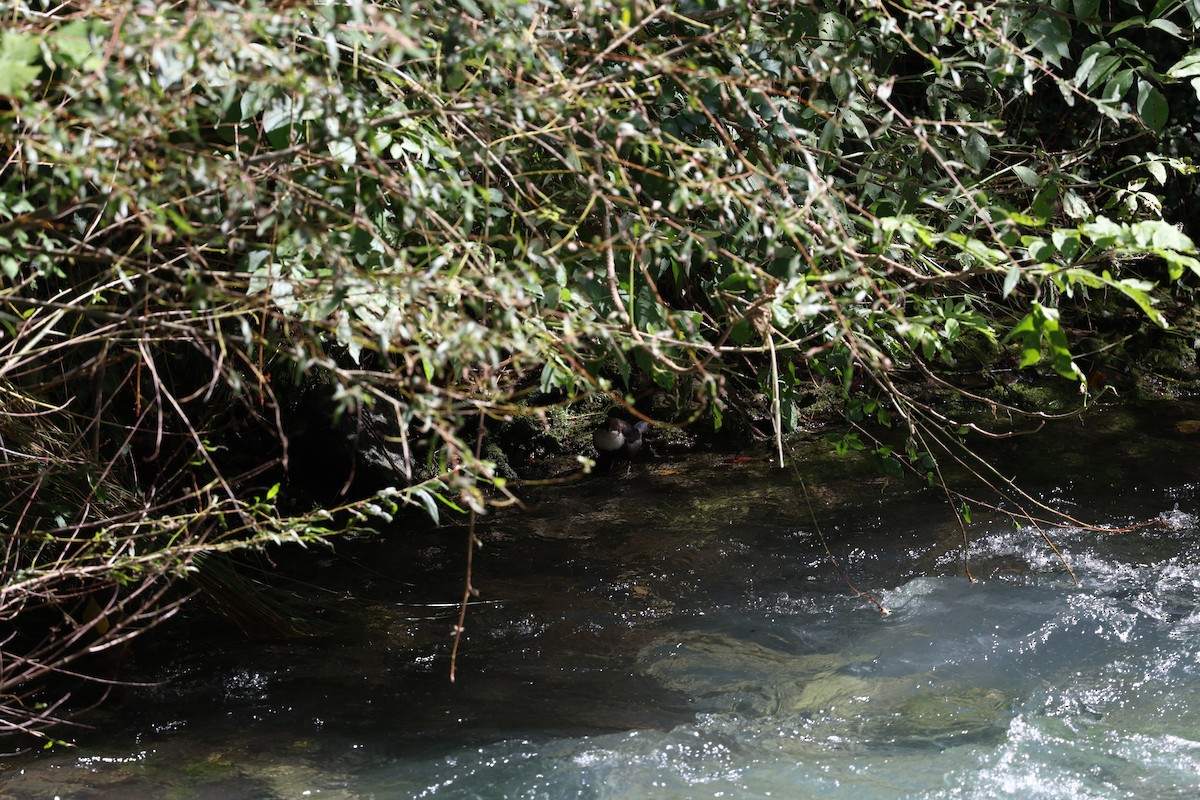 Пронурок біловолий - ML646030373