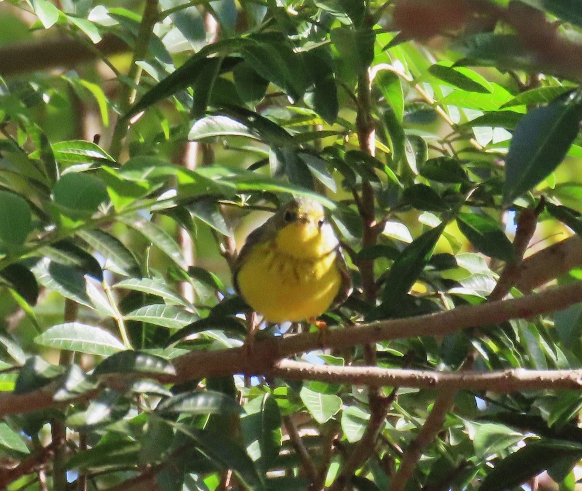 Canada Warbler - ML646030379