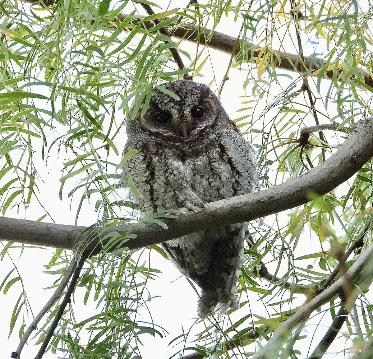 flammeugle - ML646030381