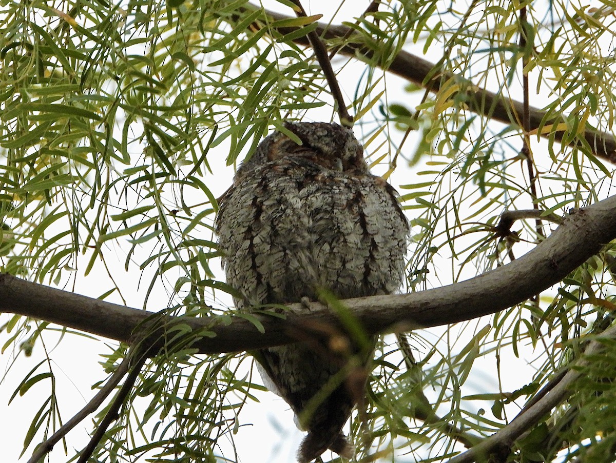 flammeugle - ML646030382