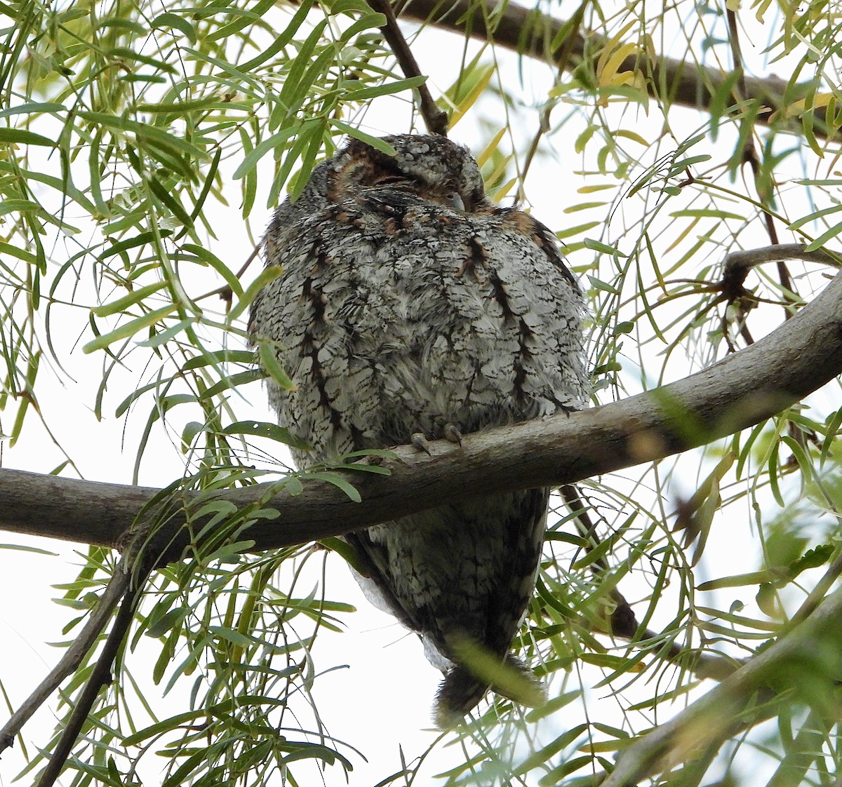 flammeugle - ML646030383