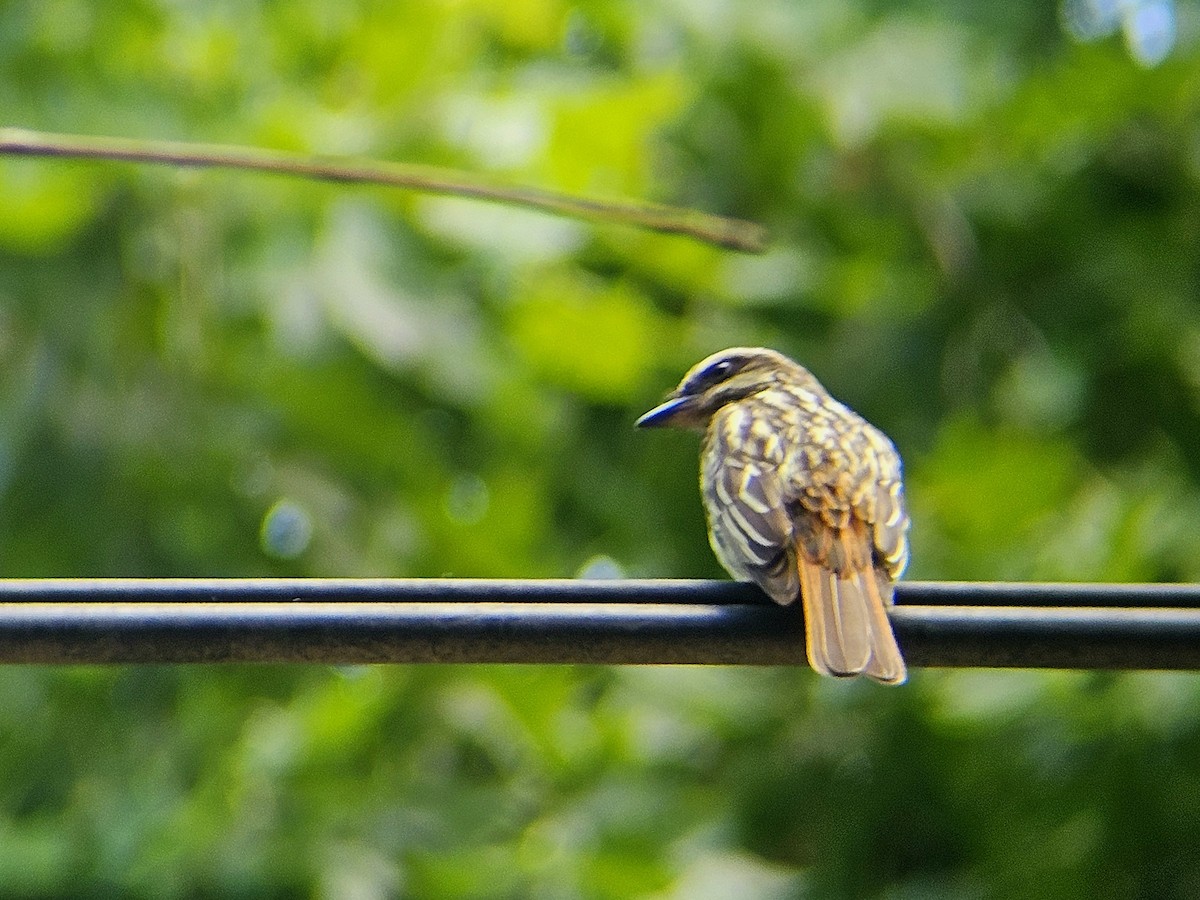 Streaked Flycatcher - ML646030385