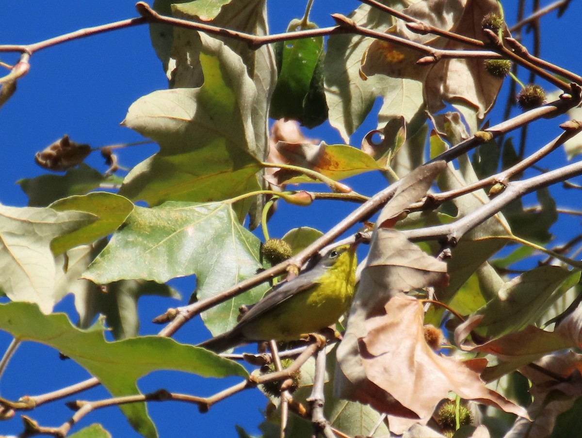 Canada Warbler - ML646030386