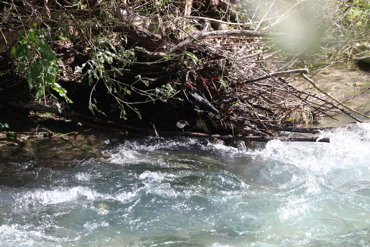 Пронурок біловолий - ML646030388