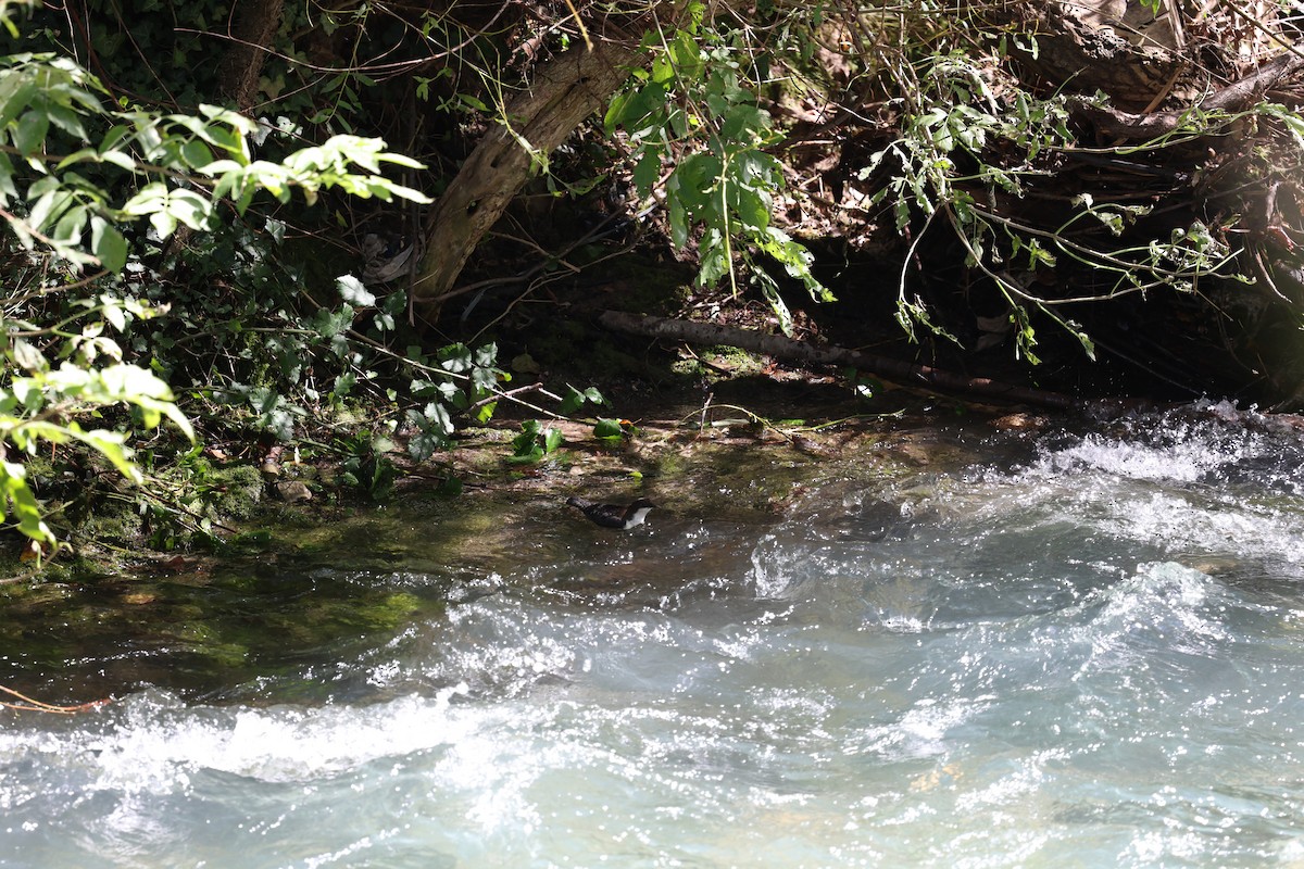 Пронурок біловолий - ML646030389