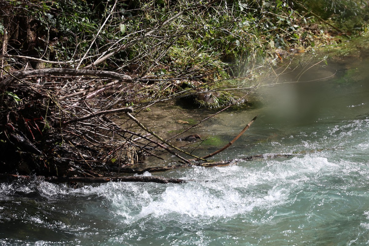 Пронурок біловолий - ML646030390