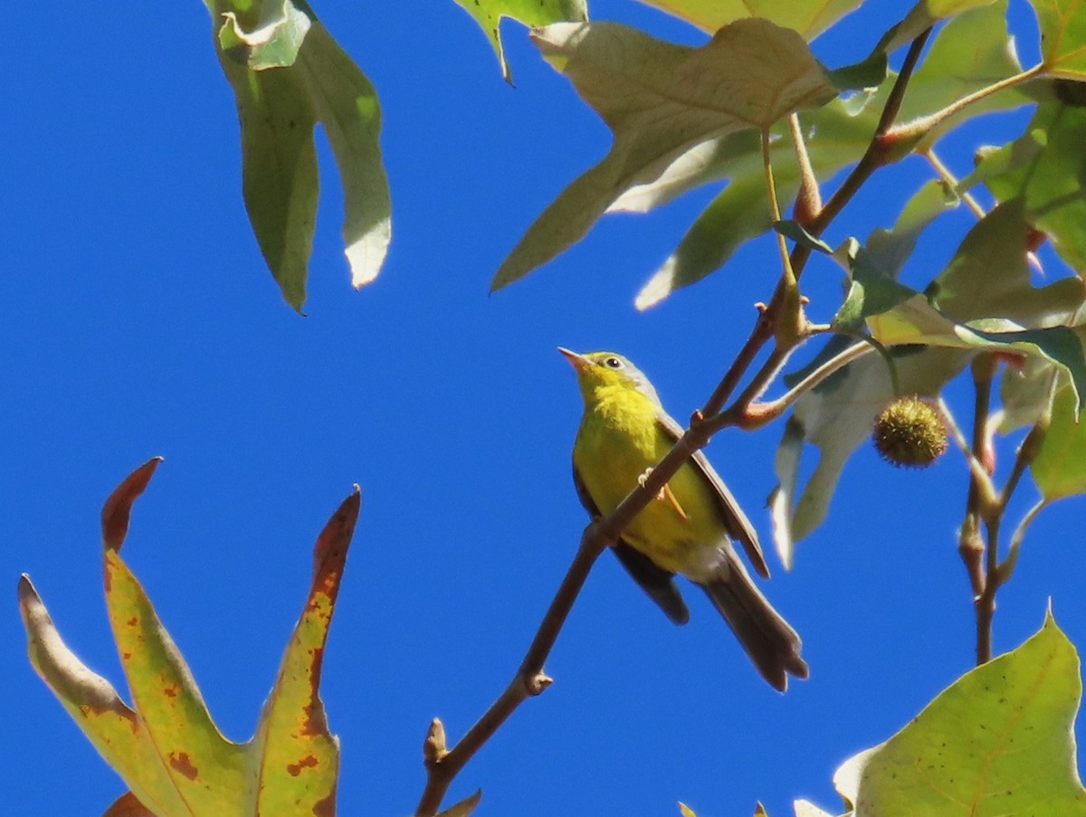 Canada Warbler - ML646030391