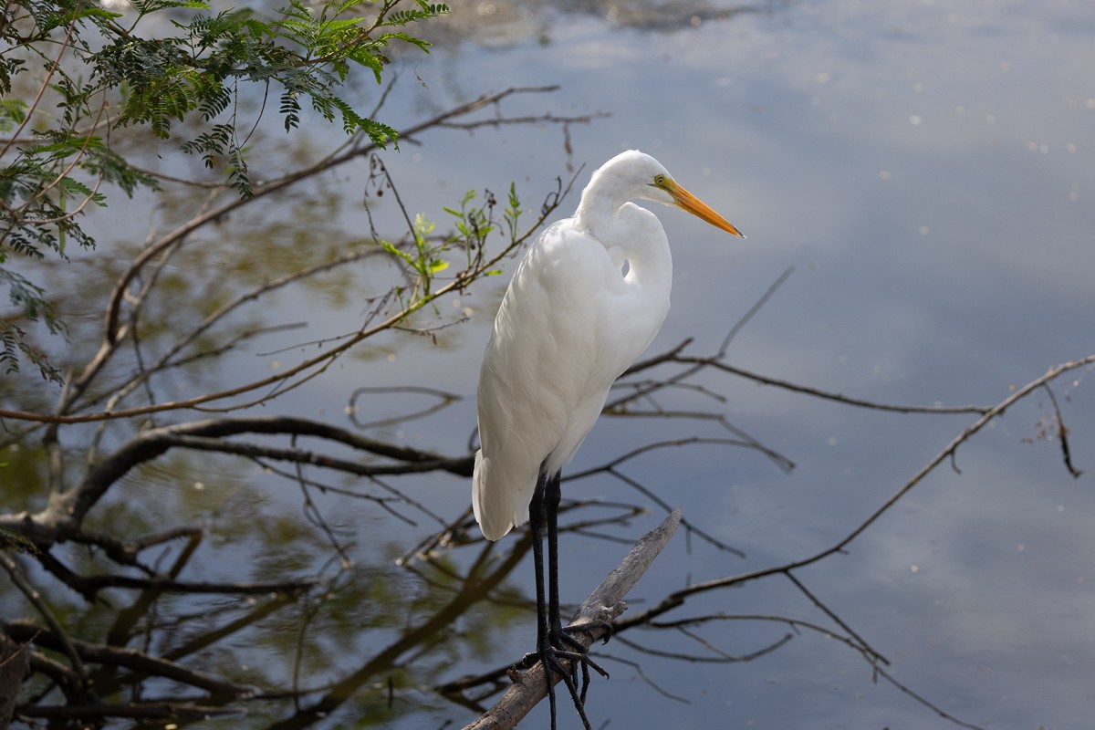 Koartza zuria - ML646030394