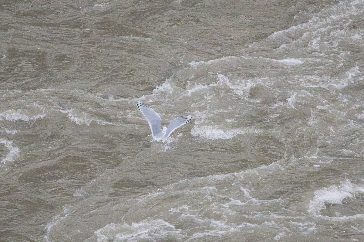 Kaio hegalzuria (thayeri) - ML646030397