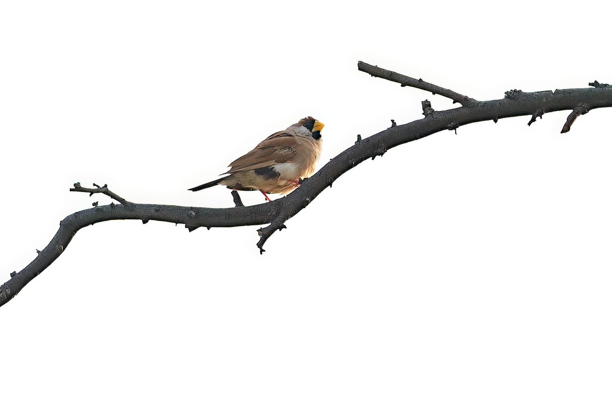 キバシキンセイチョウ - ML646030399