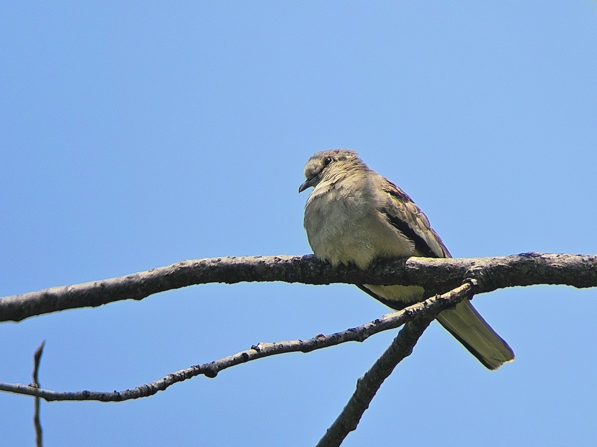 Picui Ground Dove - ML646030402
