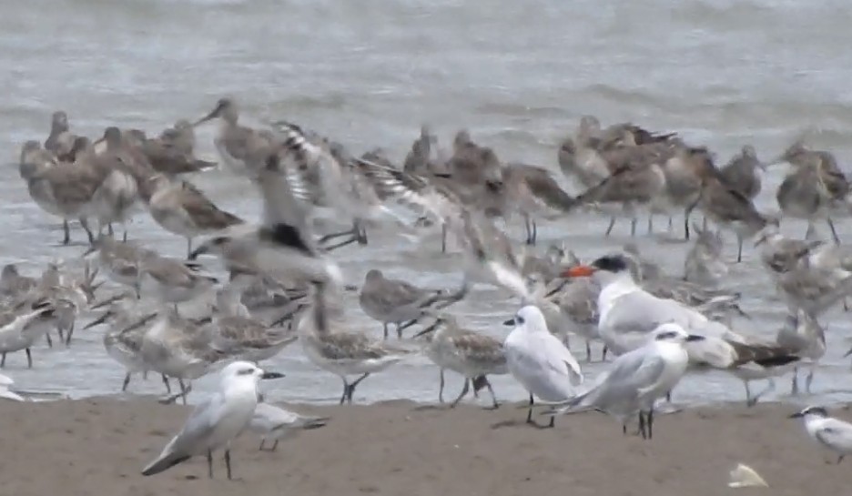 Great Knot - ML646030404