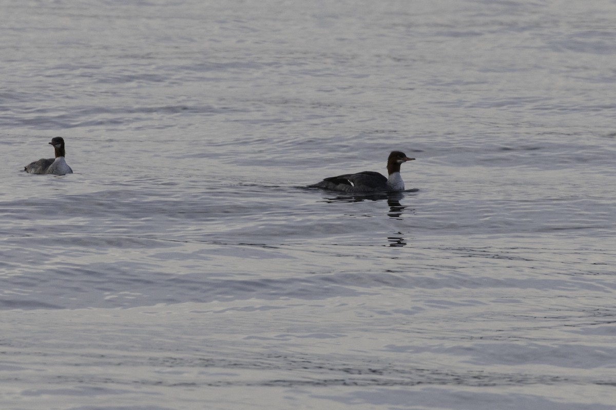 morčák velký - ML646030406