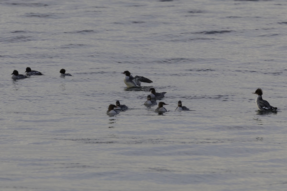 morčák velký - ML646030407