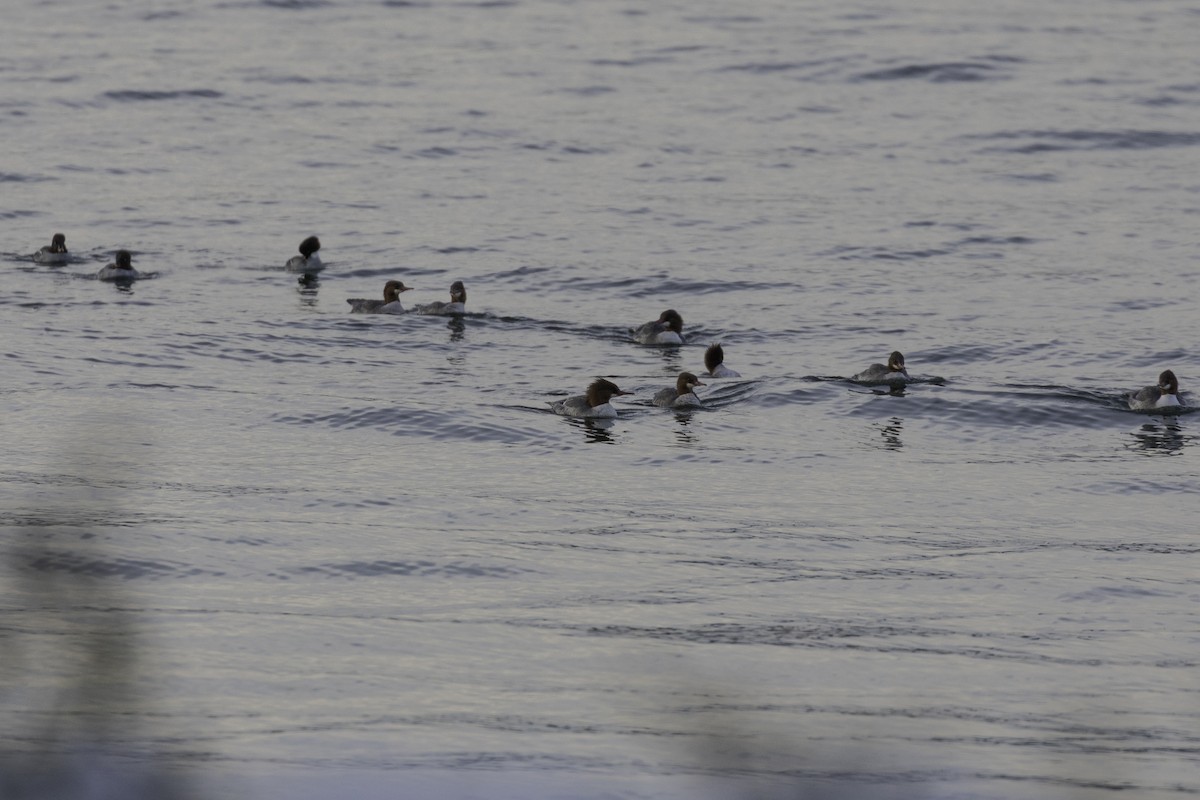 morčák velký - ML646030408