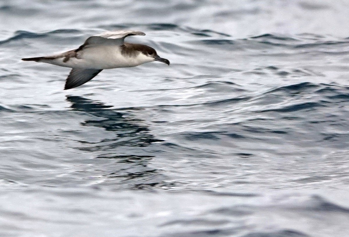 Gabai grisa - ML646030411