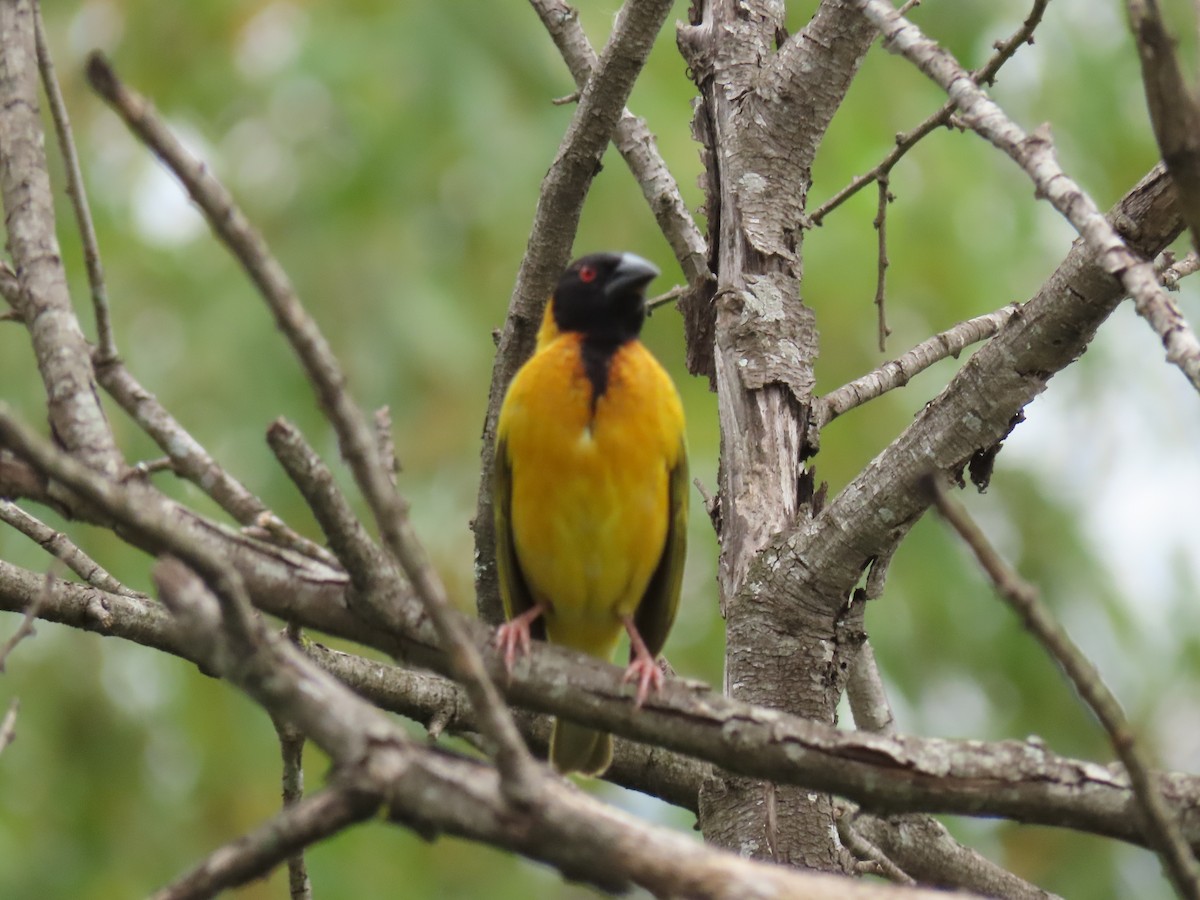 Txori ehule arrunta - ML646030412