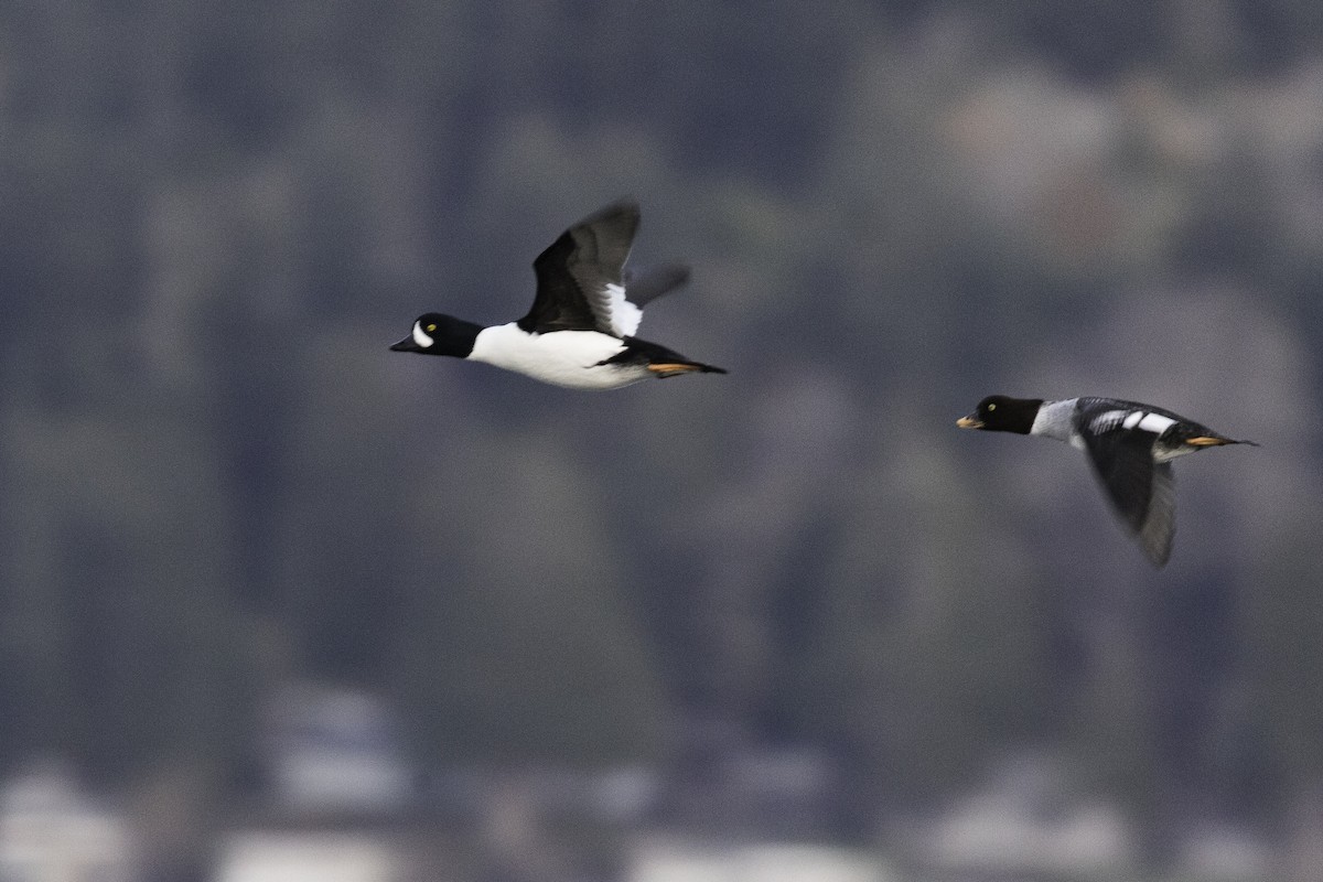 Murgilari islandiarra - ML646030413