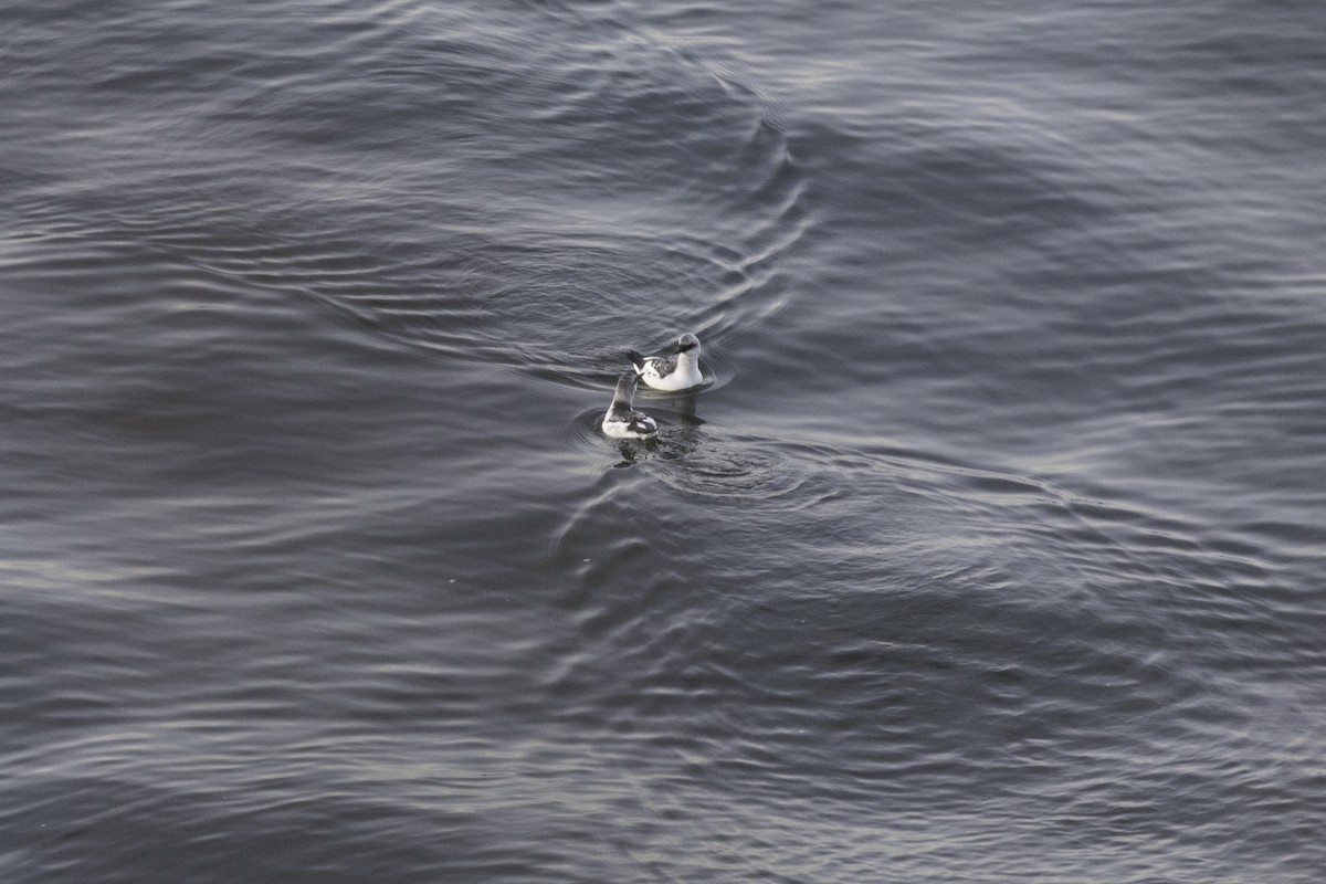 Pottorro hegalzuri aleutiarra - ML646030416