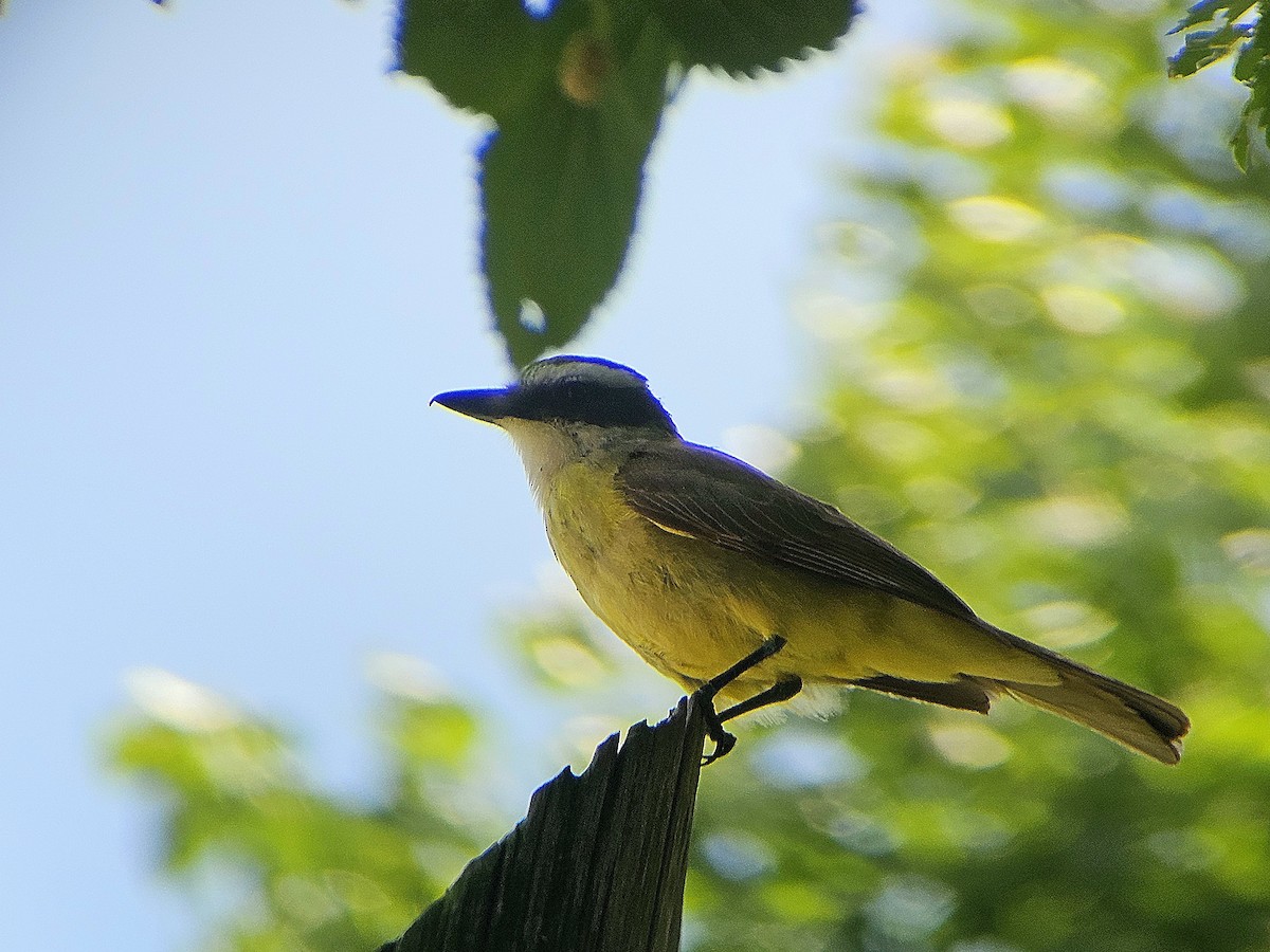 Great Kiskadee - ML646030423