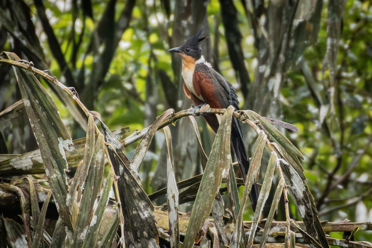 Chestnut-winged Cuckoo - ML646030424