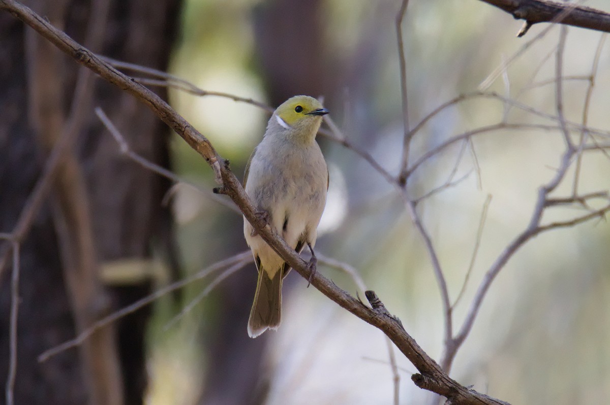 White-plumed Honeyeater - ML646030425