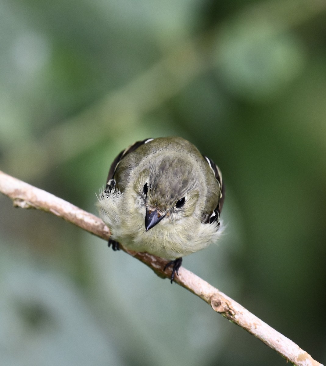 Yellow-bellied Flycatcher - ML646030429