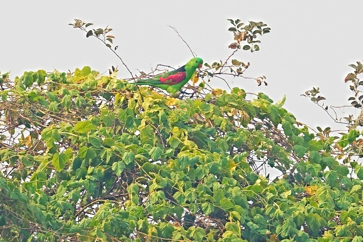 Red-winged Parrot - ML646030434