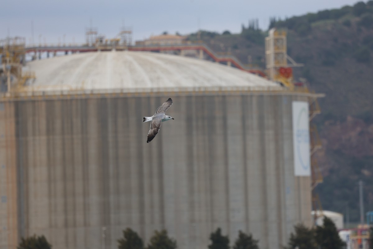 Kaio hankahoria - ML646030435