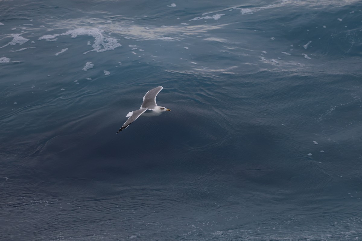 Kaio hankahoria - ML646030436