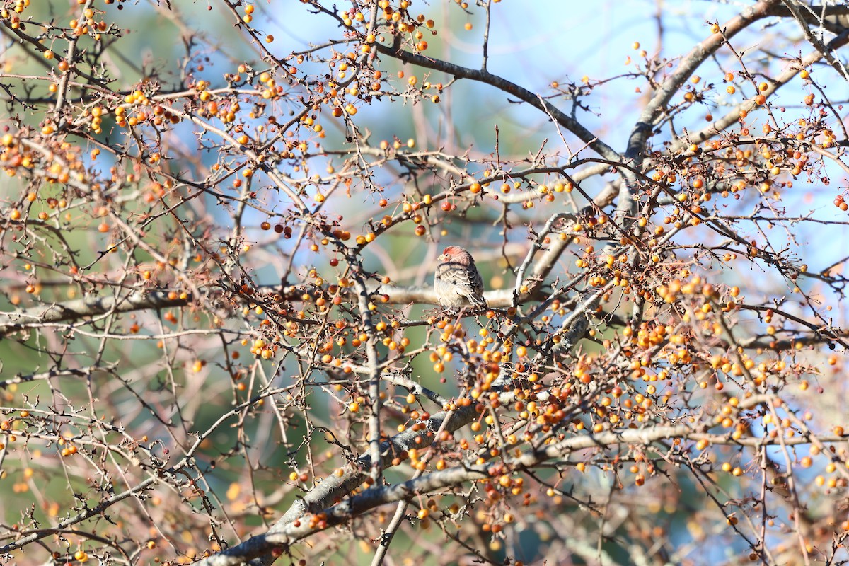 Burugorri arrunta - ML646030437