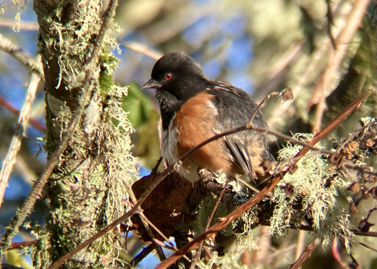 Spotted Towhee - ML646030438