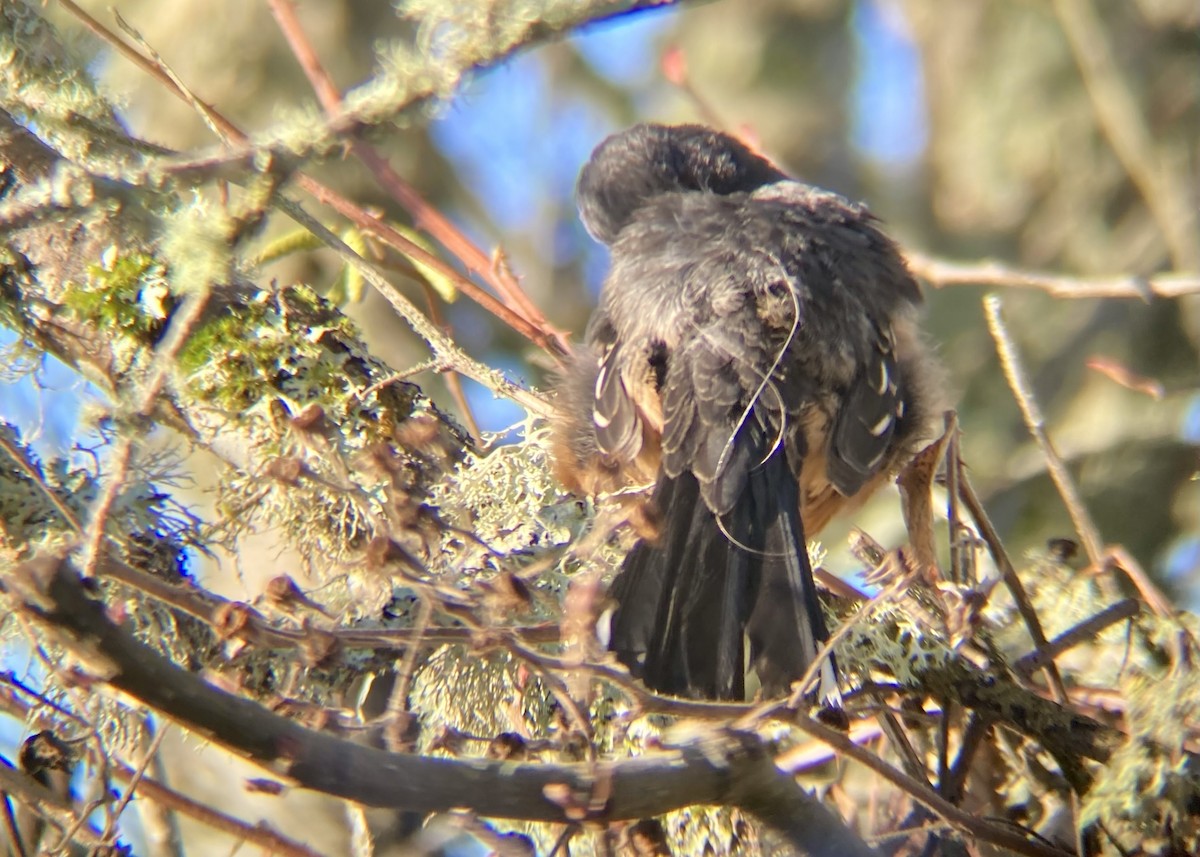 Spotted Towhee - ML646030439
