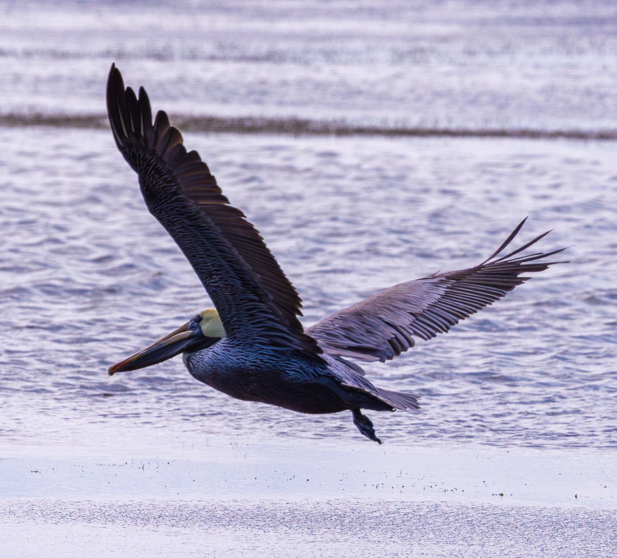 Pelikano arrea - ML646030440