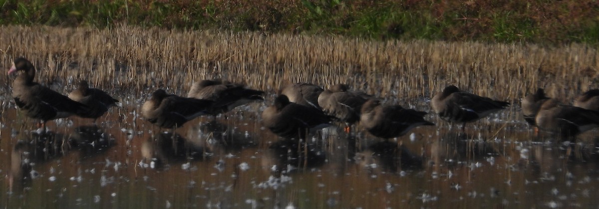 Antzara muturzuria - ML646030442