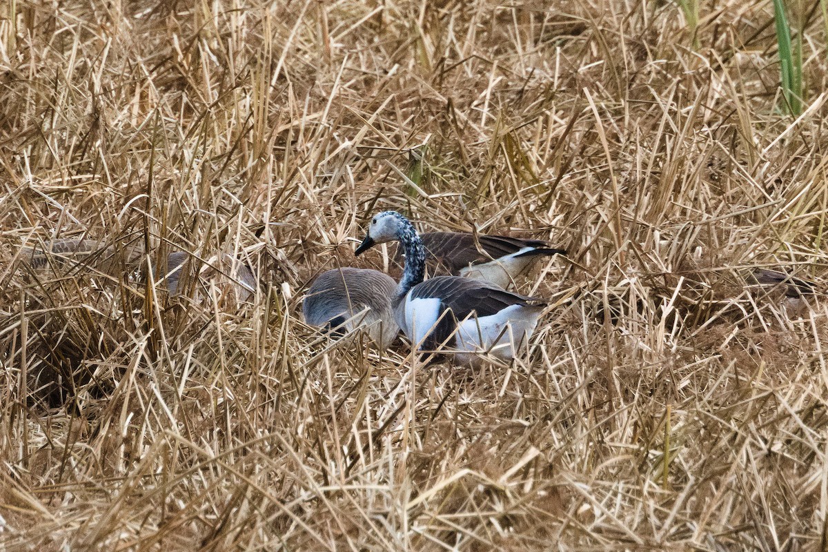 Domestic goose sp. x Canada Goose (hybrid) - ML646030443