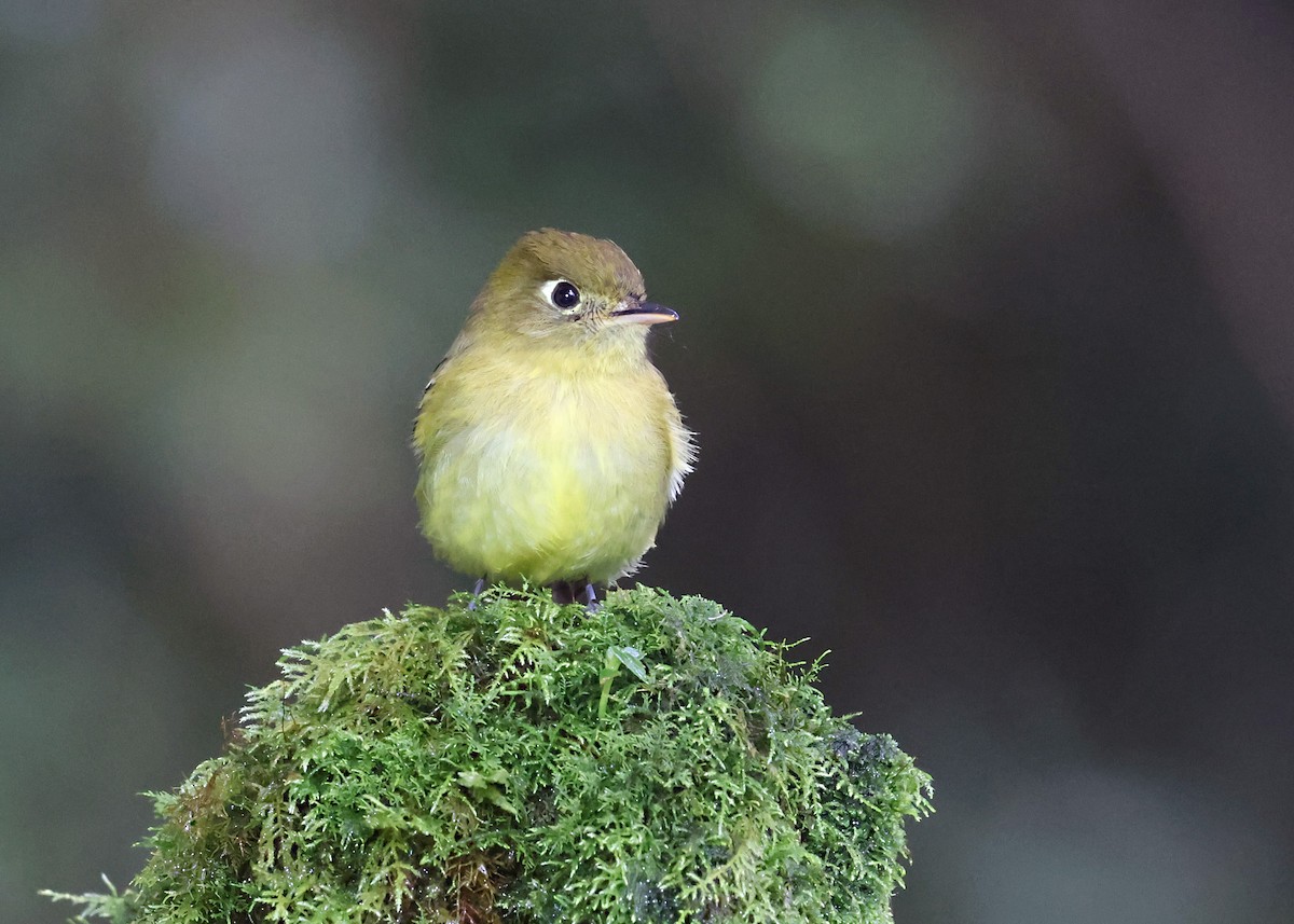 Yellowish Flycatcher - ML646030444