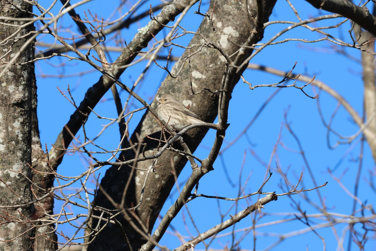 House Finch - ML646030445