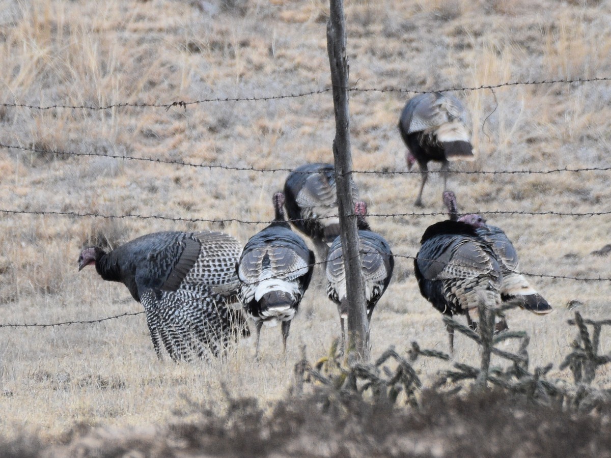 Wild Turkey - ML646030451