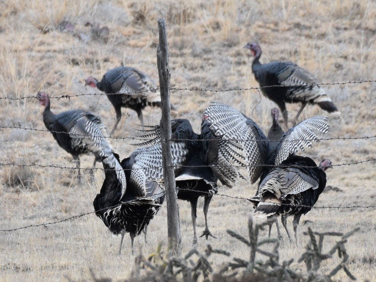 Wild Turkey - ML646030452