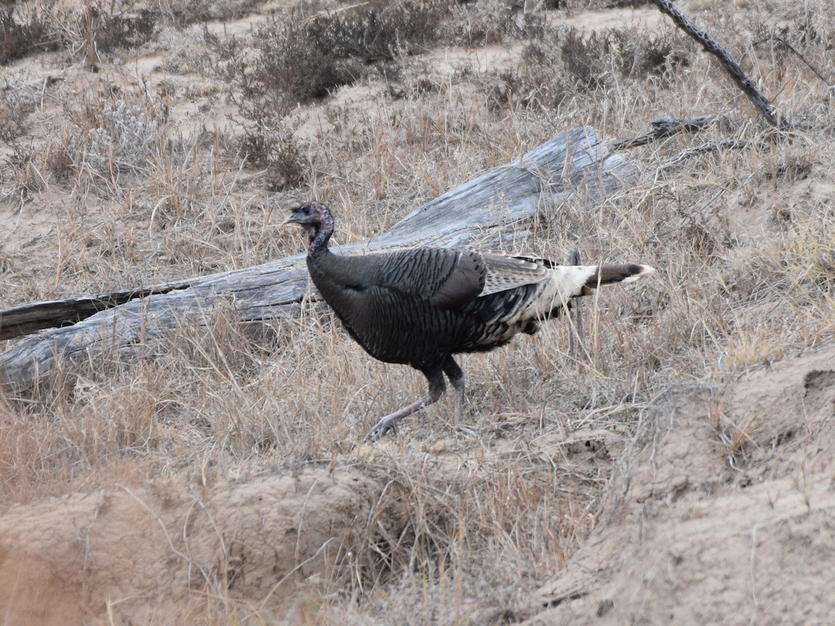 Wild Turkey - ML646030453