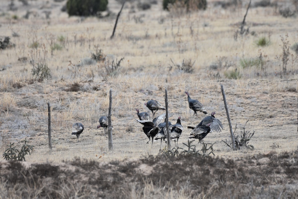 Wild Turkey - ML646030454