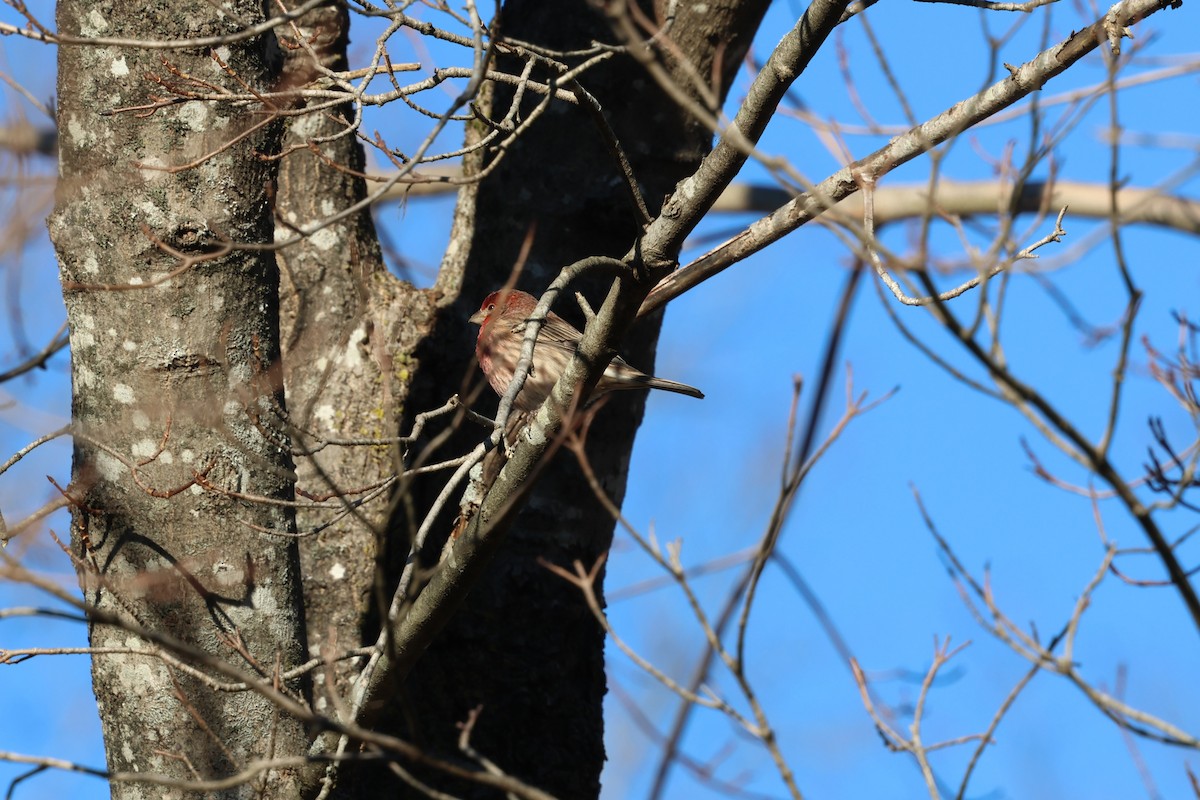 House Finch - ML646030455