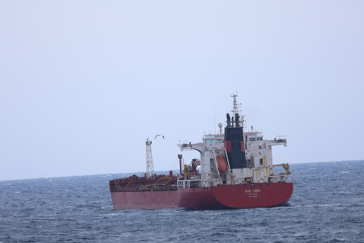 Сула атлантична - ML646030456