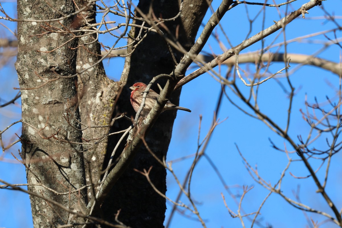 House Finch - ML646030458