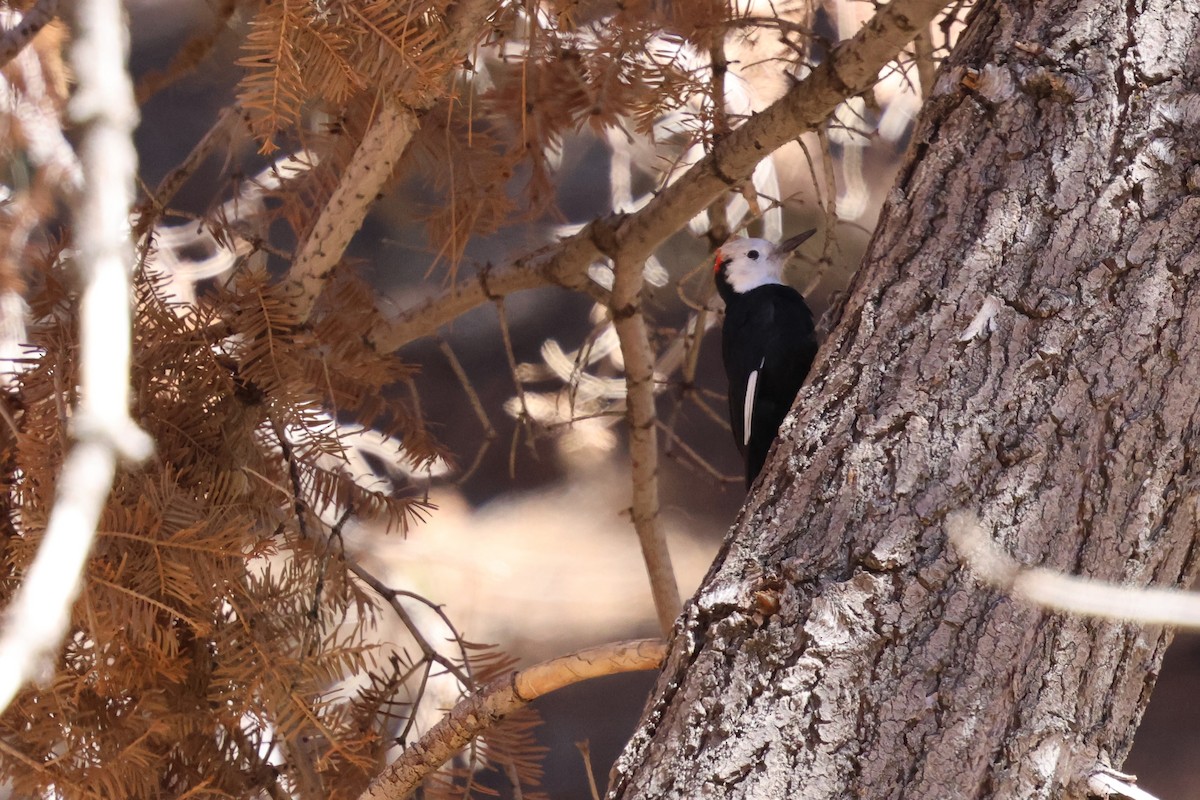 White-headed Woodpecker - ML646030459