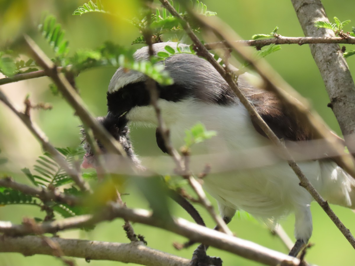 Gray-backed Fiscal - ML646030461