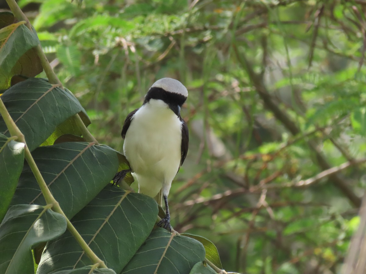 Gray-backed Fiscal - ML646030462