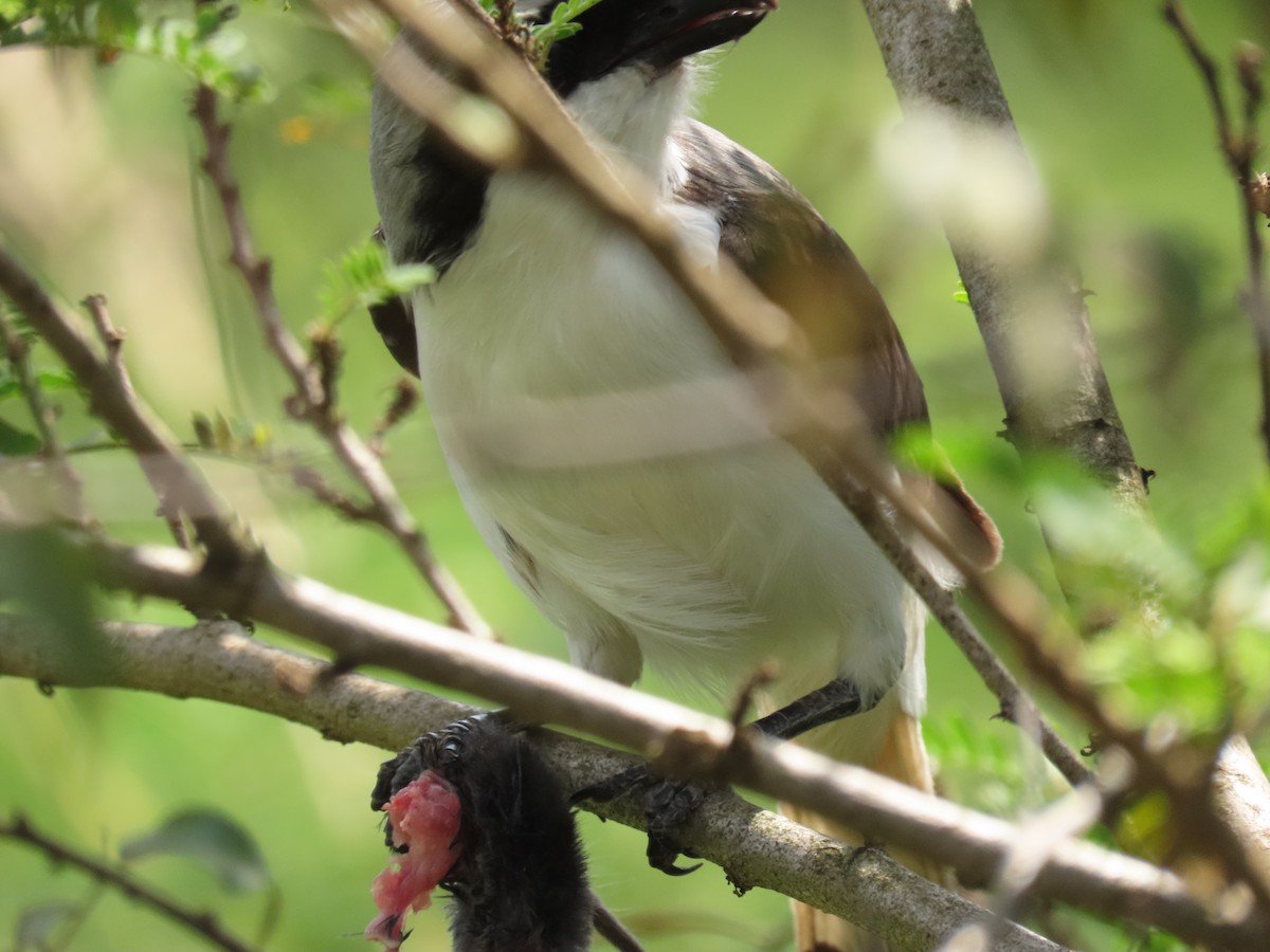 Gray-backed Fiscal - ML646030463